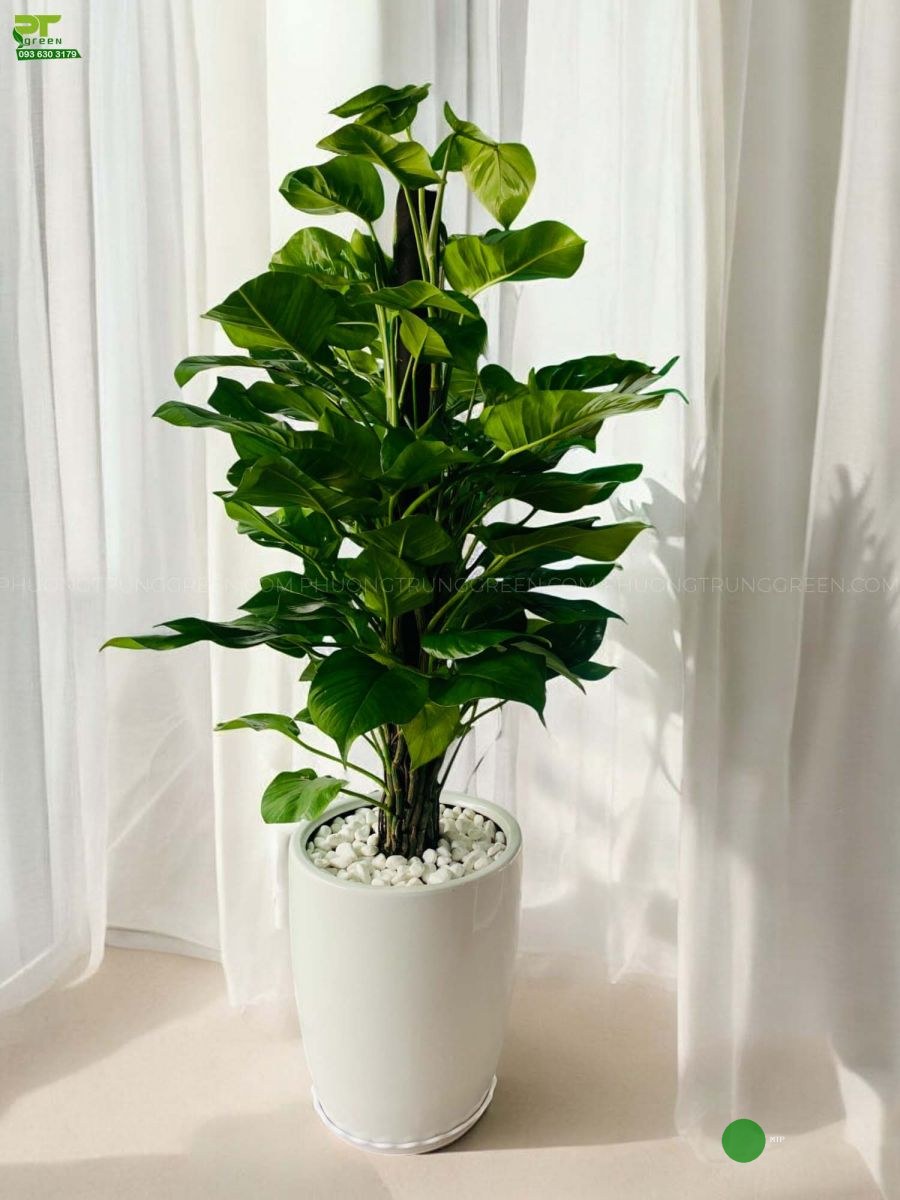 Cây Cảnh